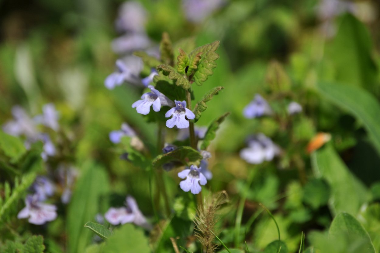 I.hederacea