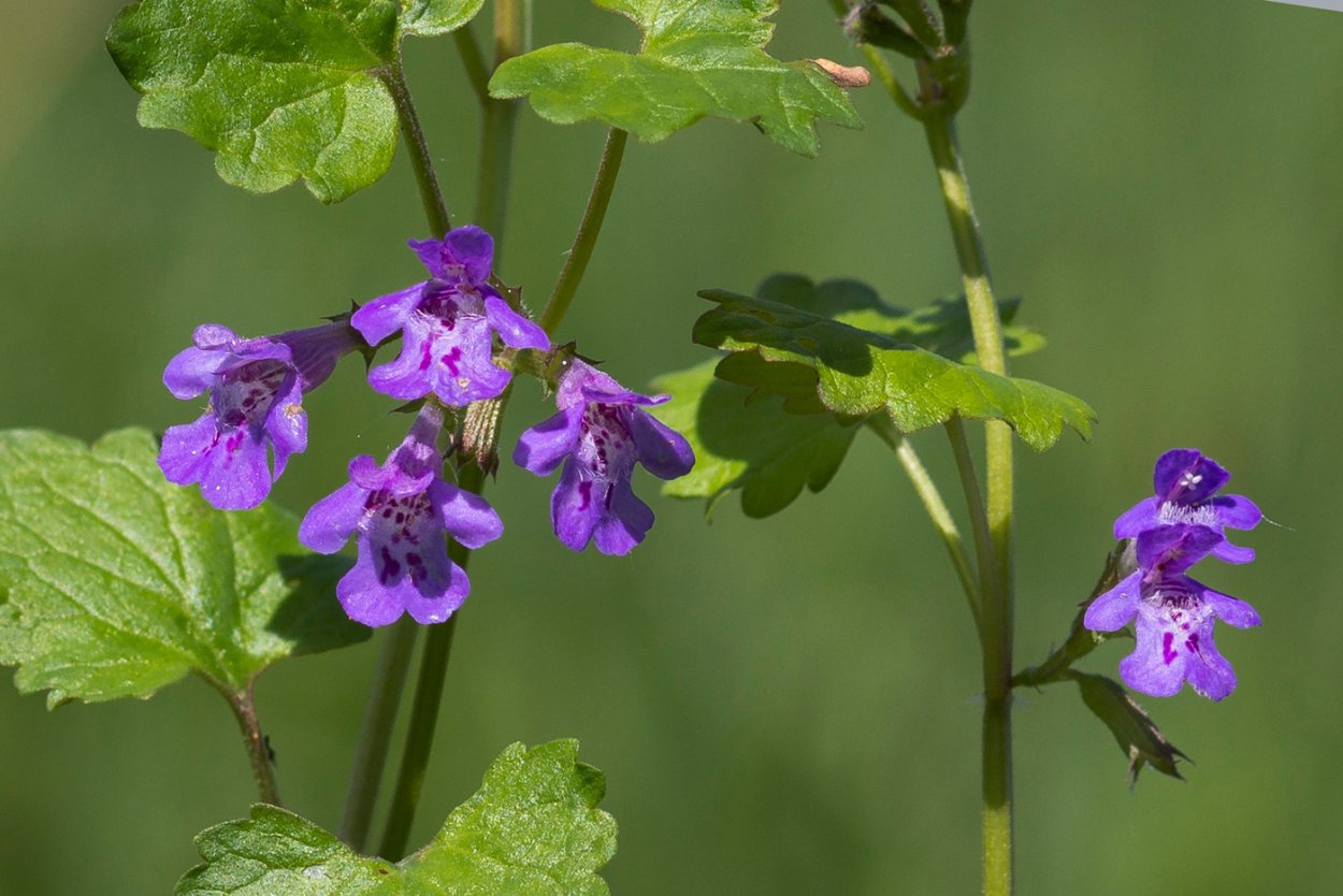 Будра плющевидная