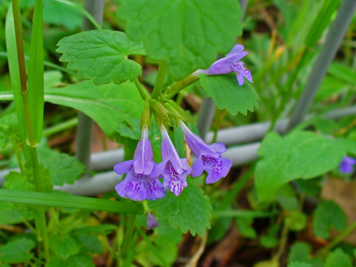 Bluszczyk kurdybanek (Glechoma hederacea
