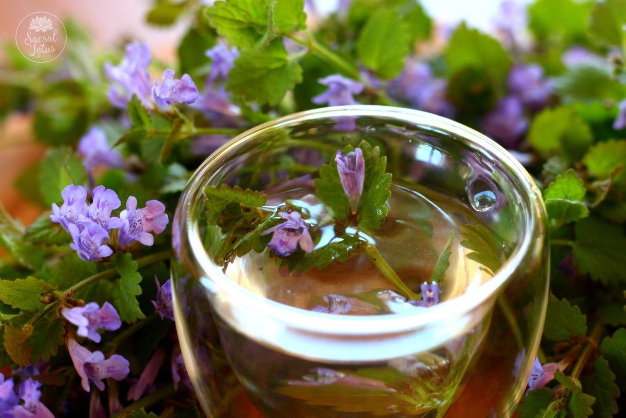 Будра плющевидная ВЕДЬМИНА трава