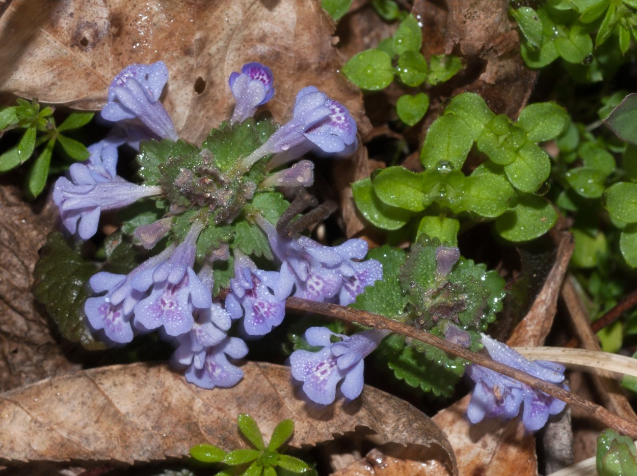 Вероника плющевидная