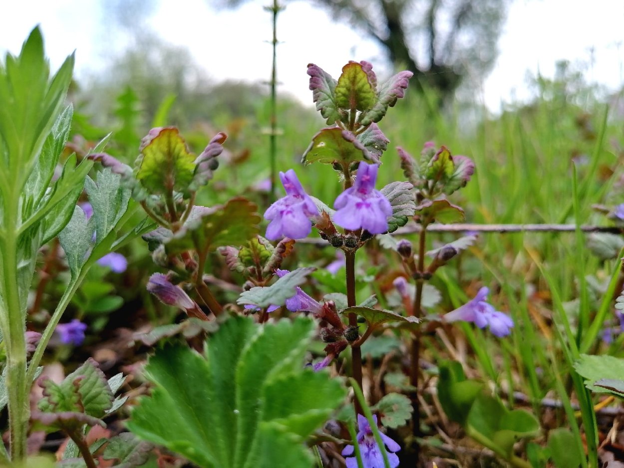 Будра Кошачья мята в саду