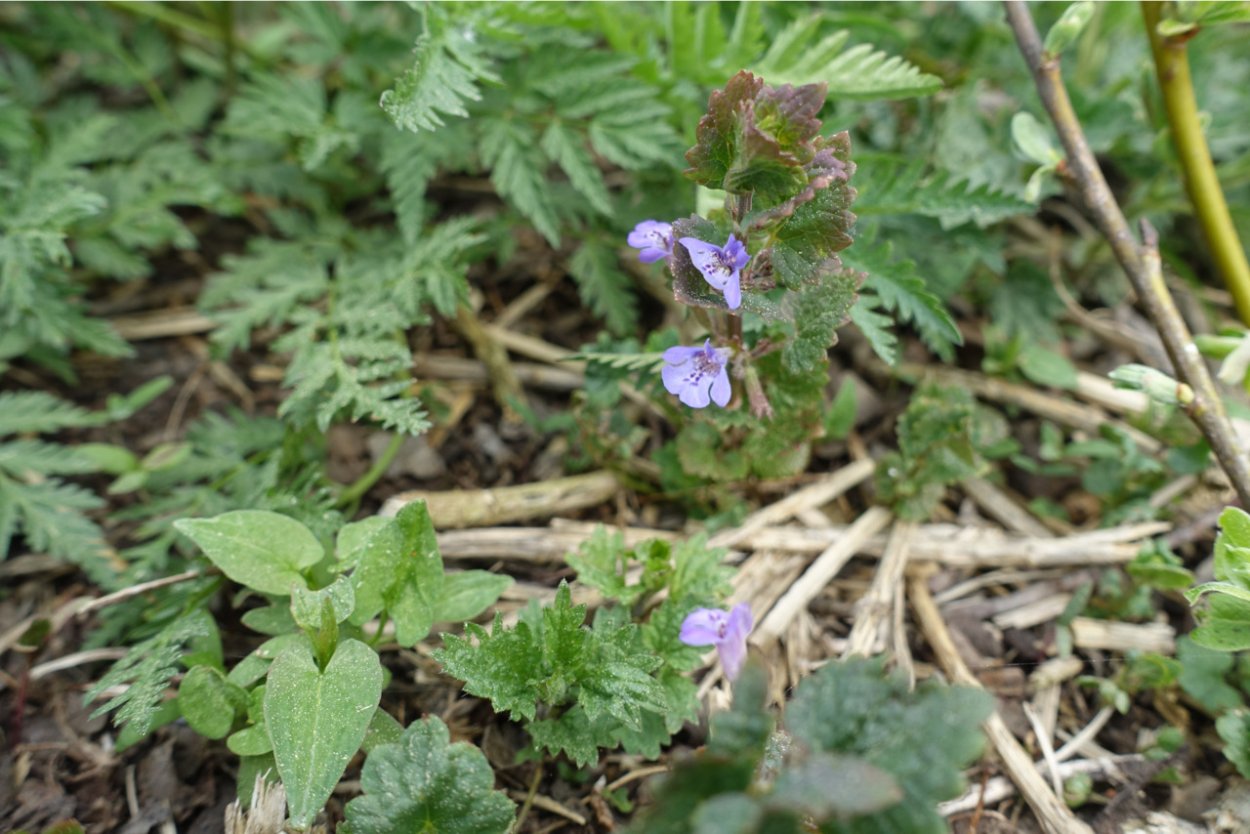 Будра плющевидная листья
