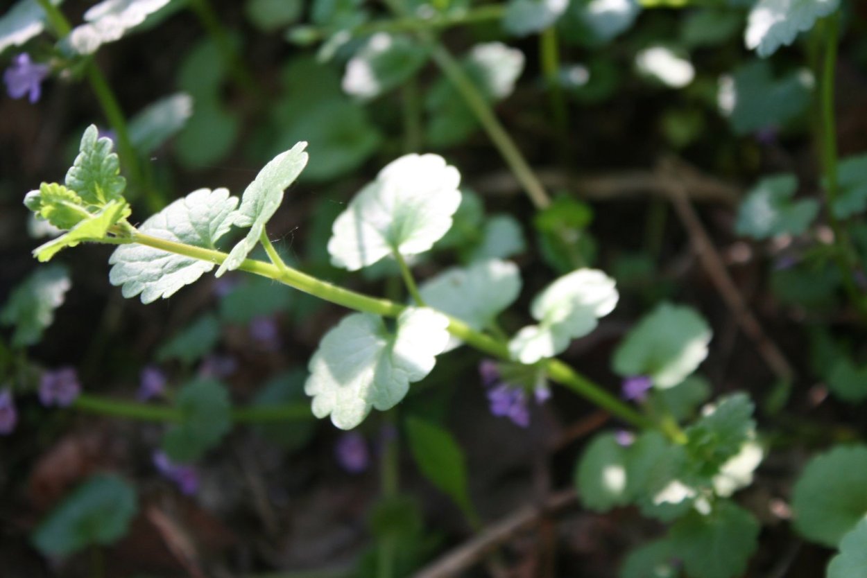 Будра волосистая
