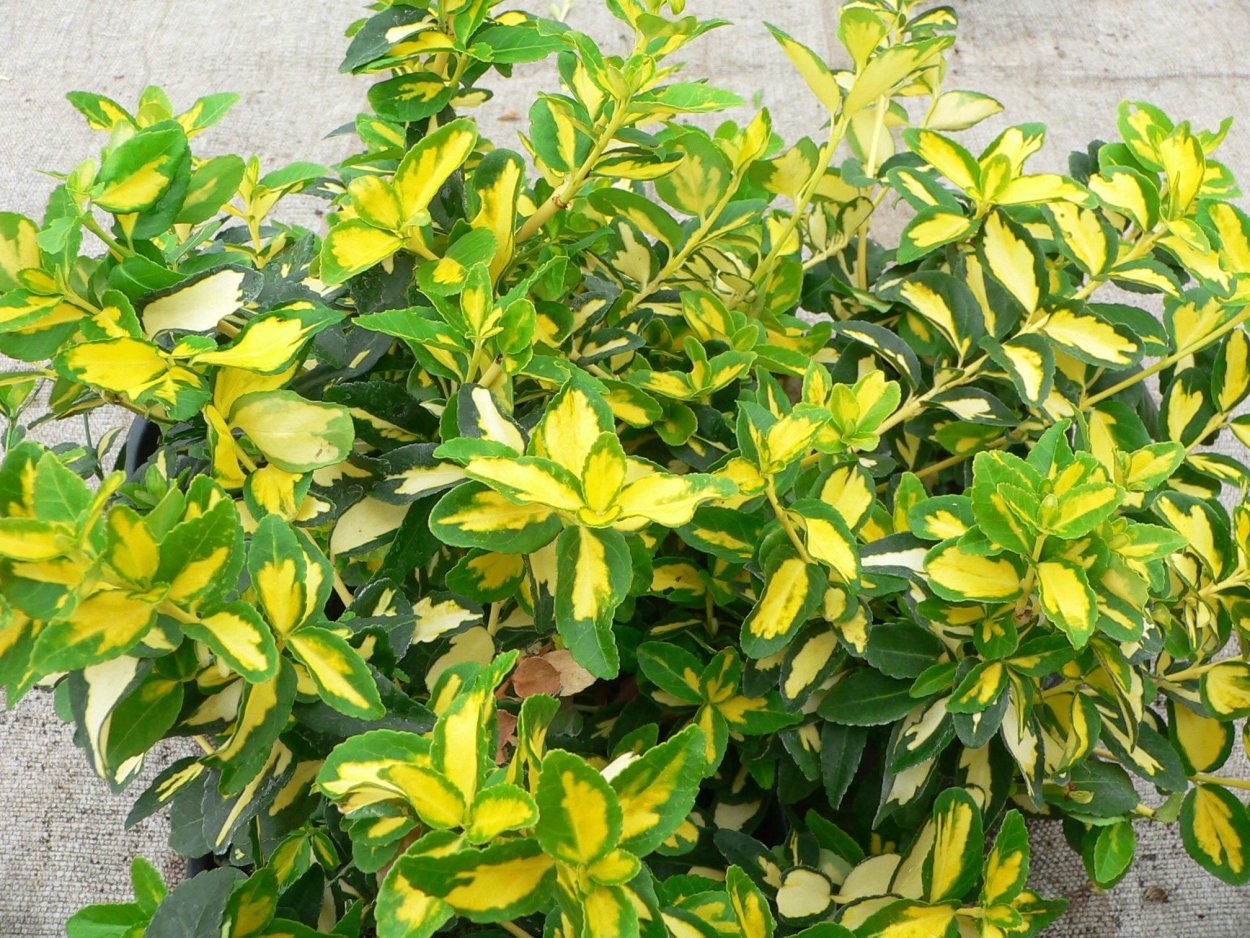 Бересклет Форчуна Sunspot