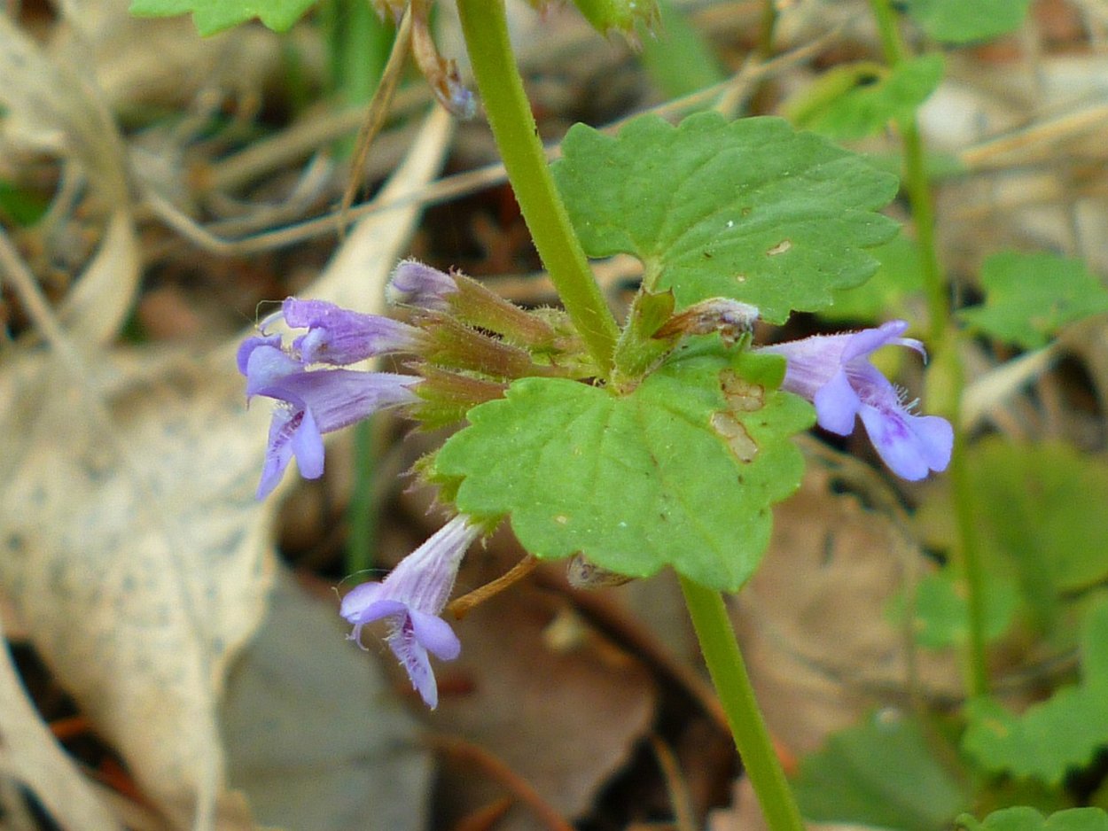 Будра глехома