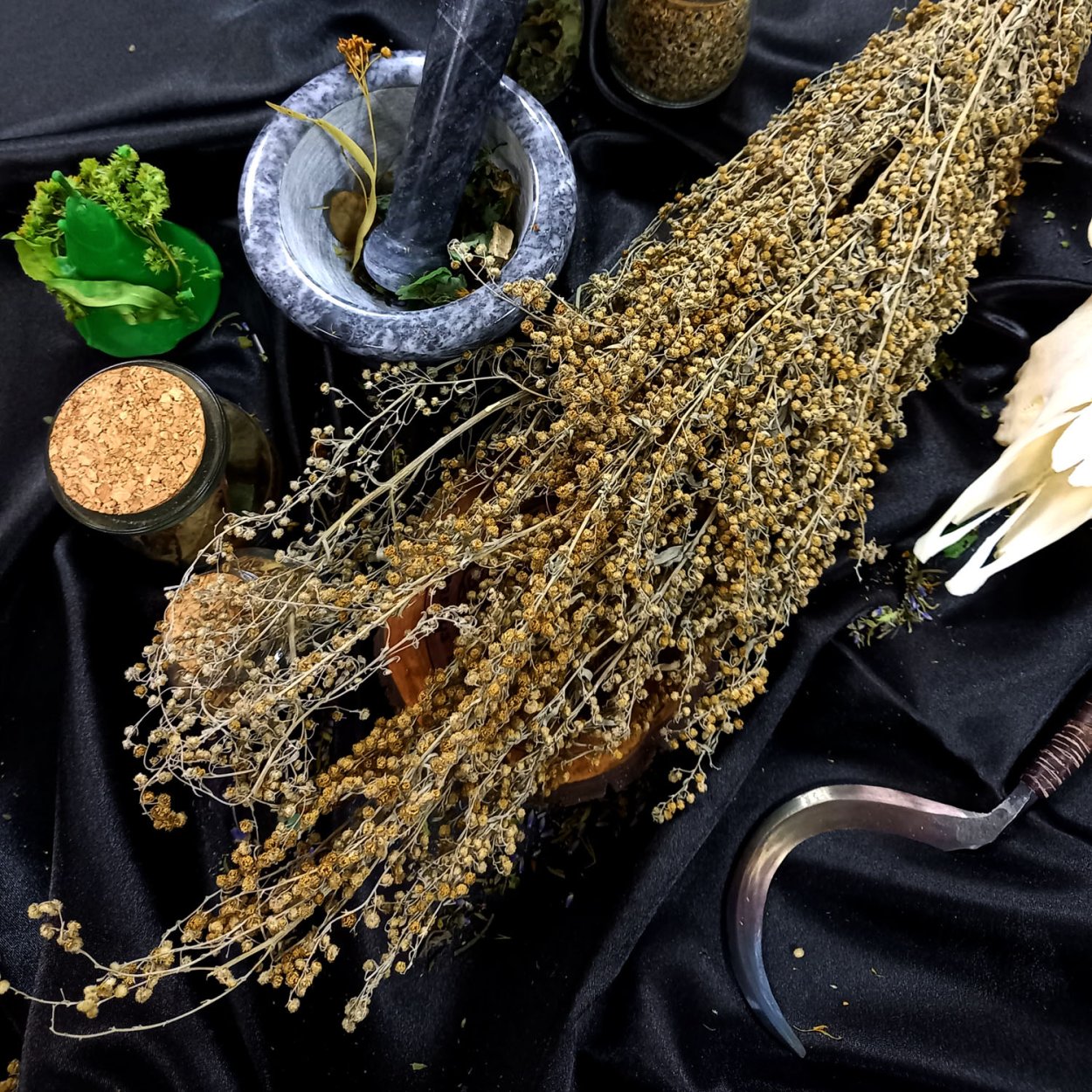 Будра плющевидная купить в СПБ