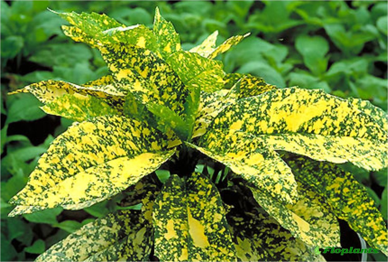 Аукуба Кротонифолия