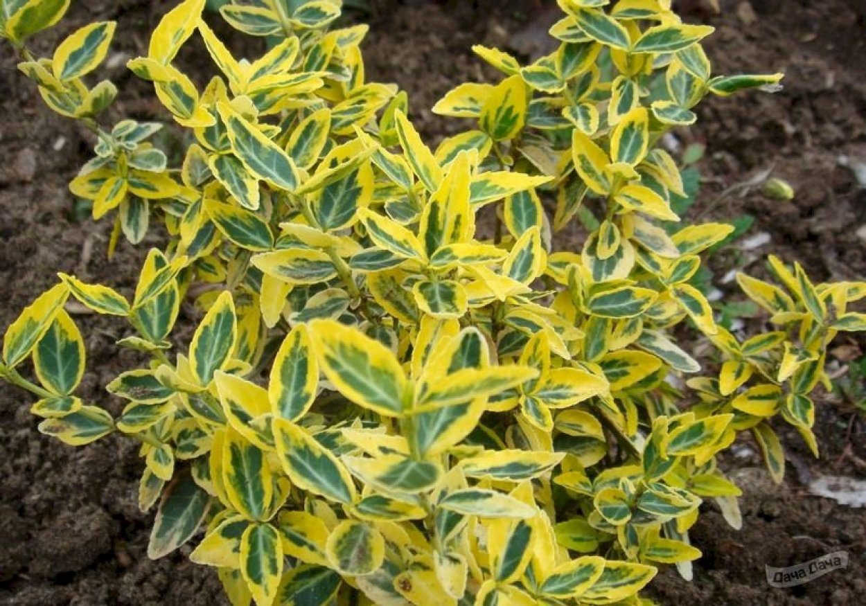 Бересклет Форчуна Голден