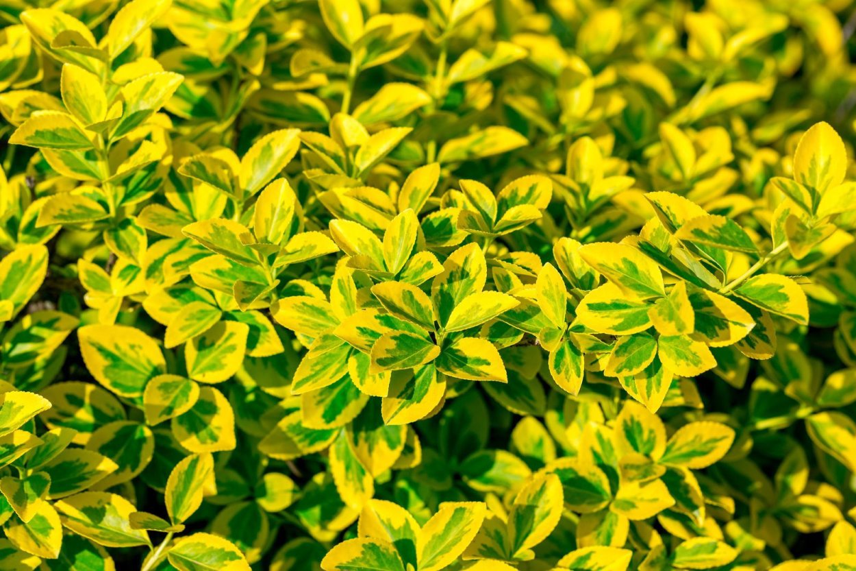 Euonymus 90 cm Yellow-Green