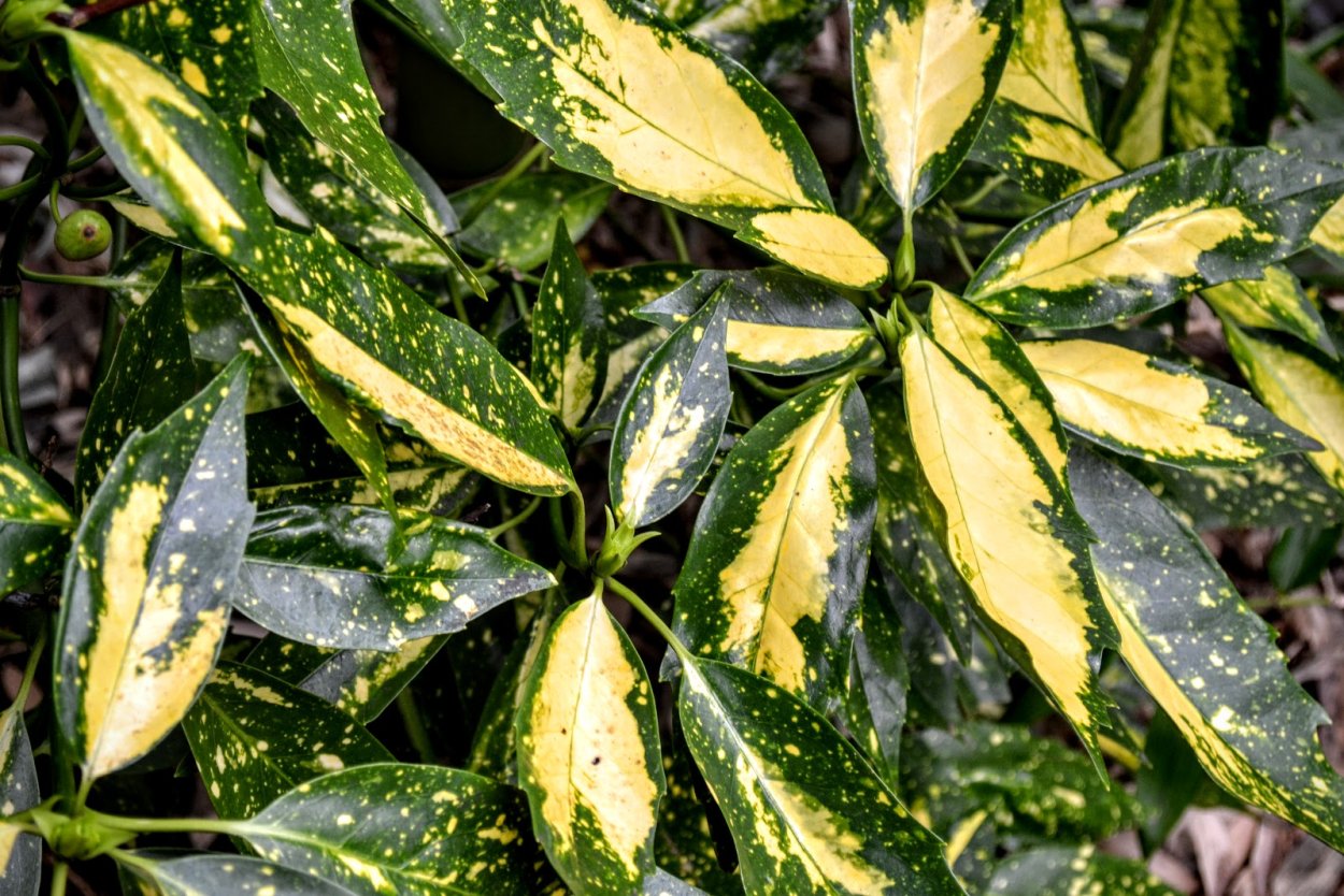 Кодиеум аукуба