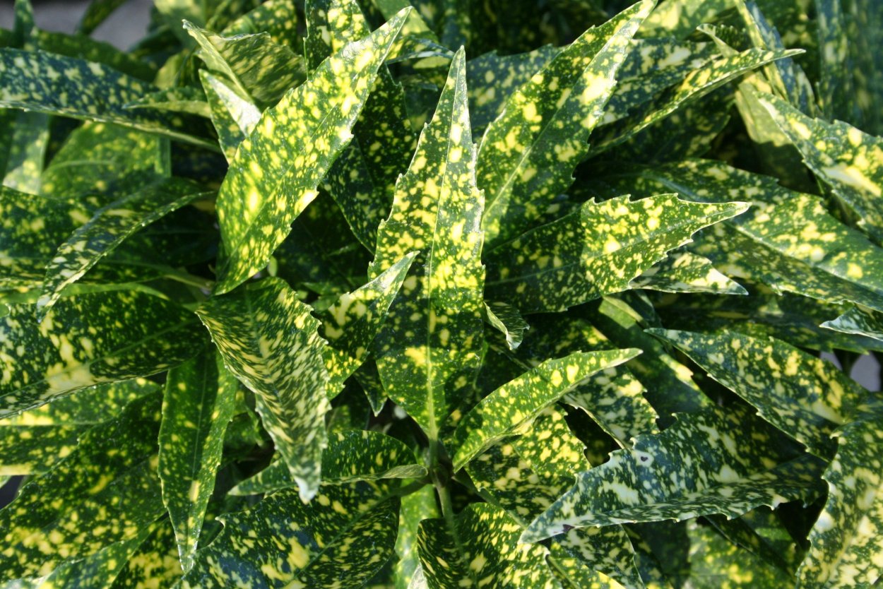 Аукуба золотое дерево