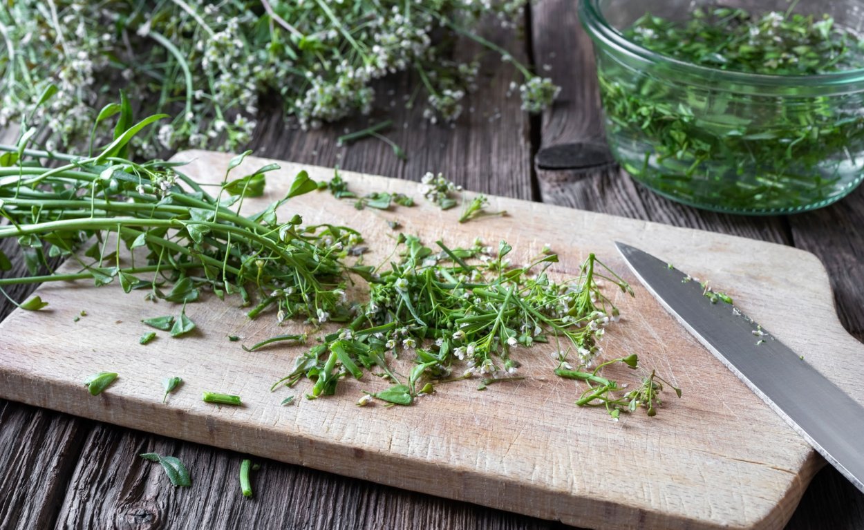 Сорняк портулак огородный