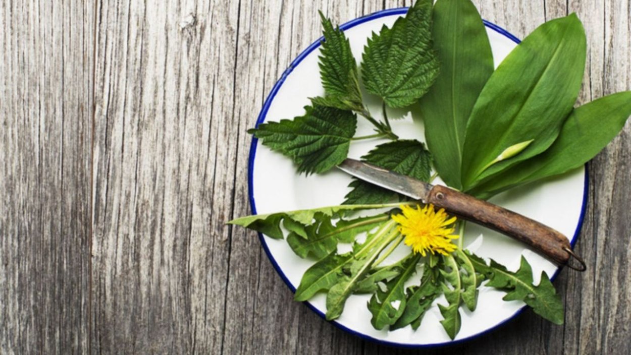 Зелень одуванчика