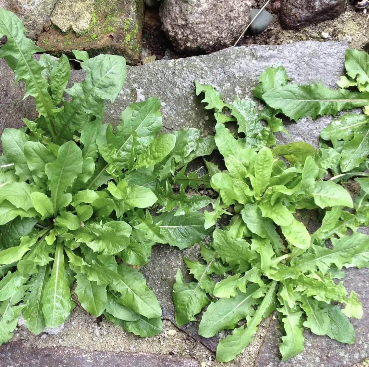 Блюда из молодой полыни, одуванчика и дикого лука