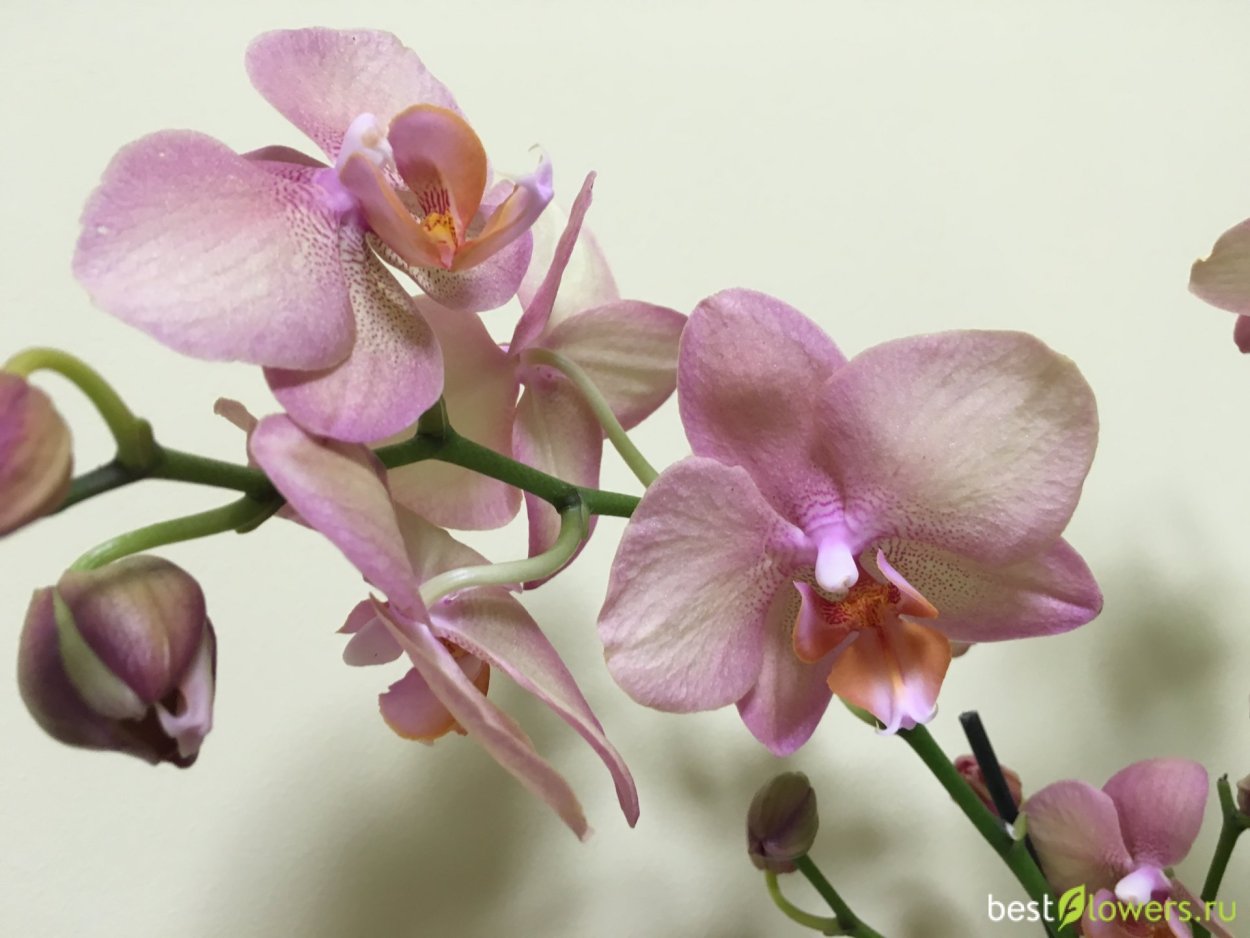 Орхидея Phalaenopsis Kellion