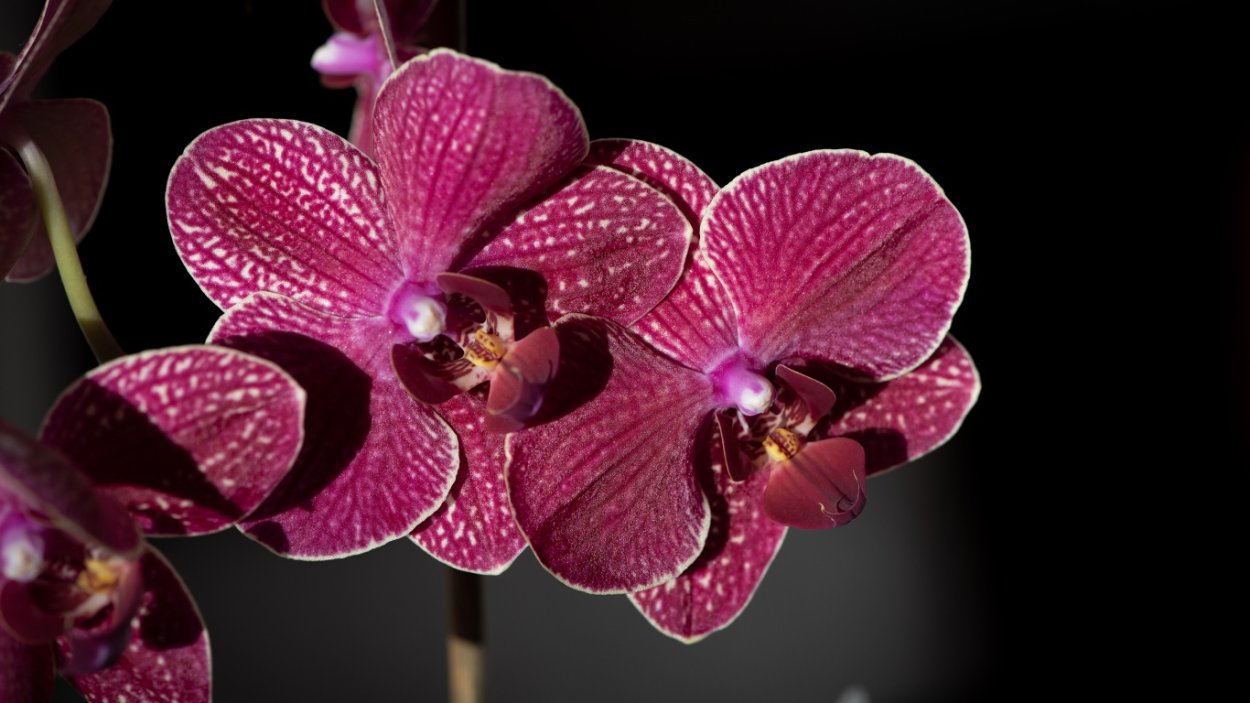 Орхидея Phalaenopsis Cobrion