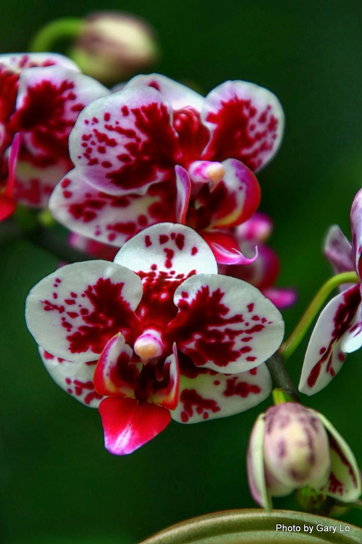 Фаленопсис Электра