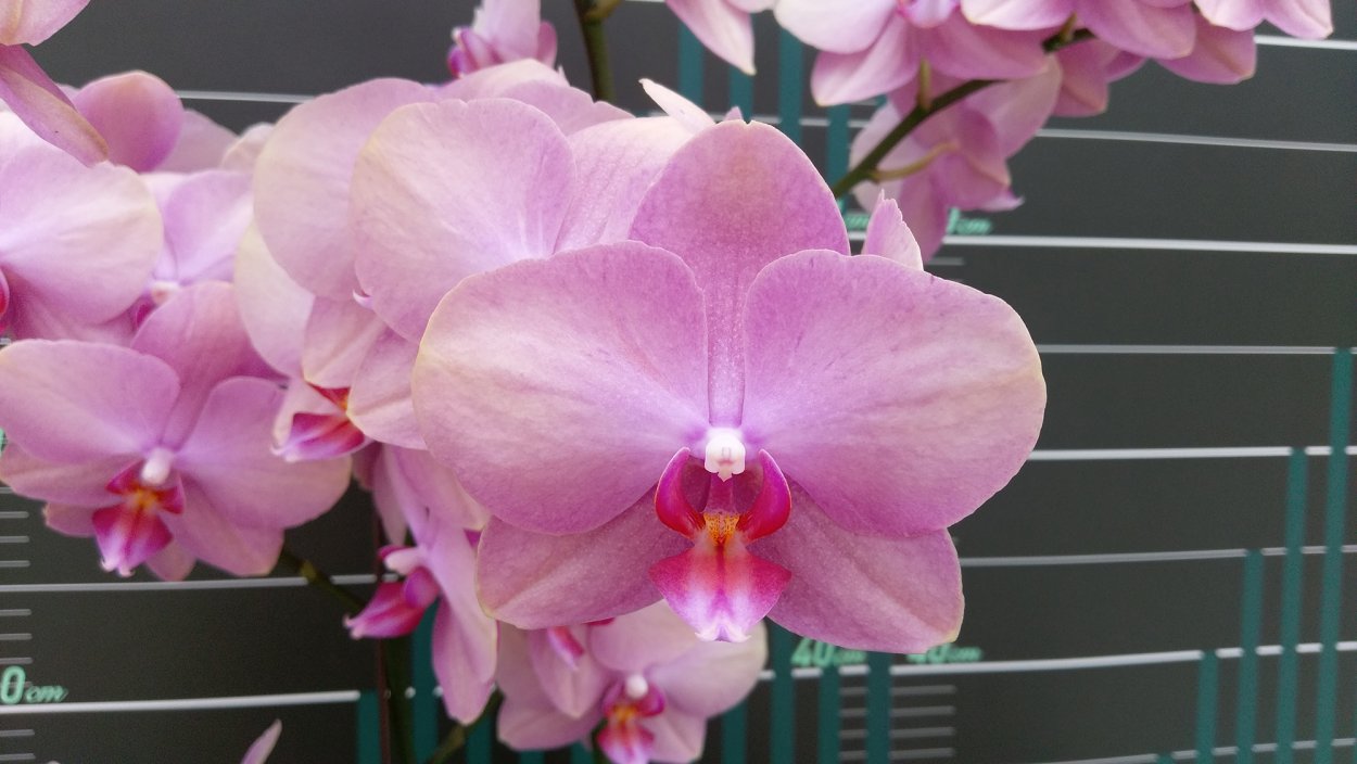 Фаленопсис Rosetta