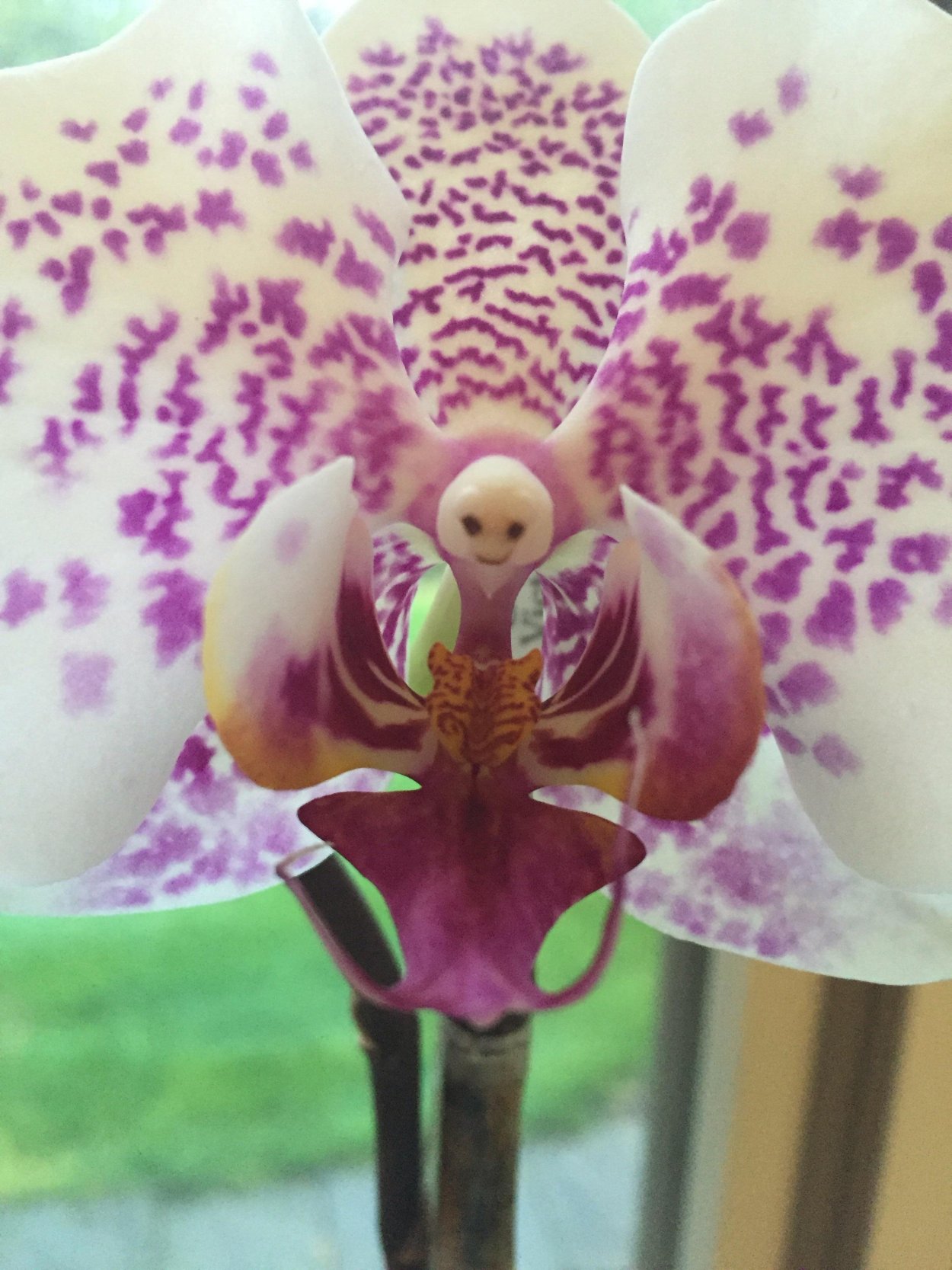 Орхидея фаленопсис Вашингтон