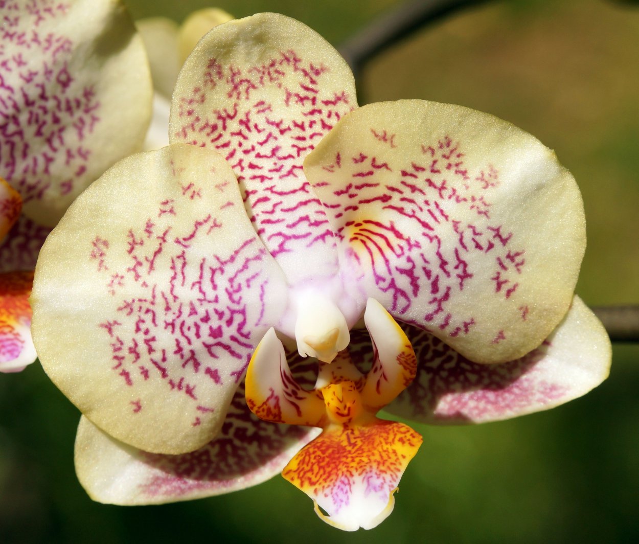 Фаленопсис Пинк Клауд