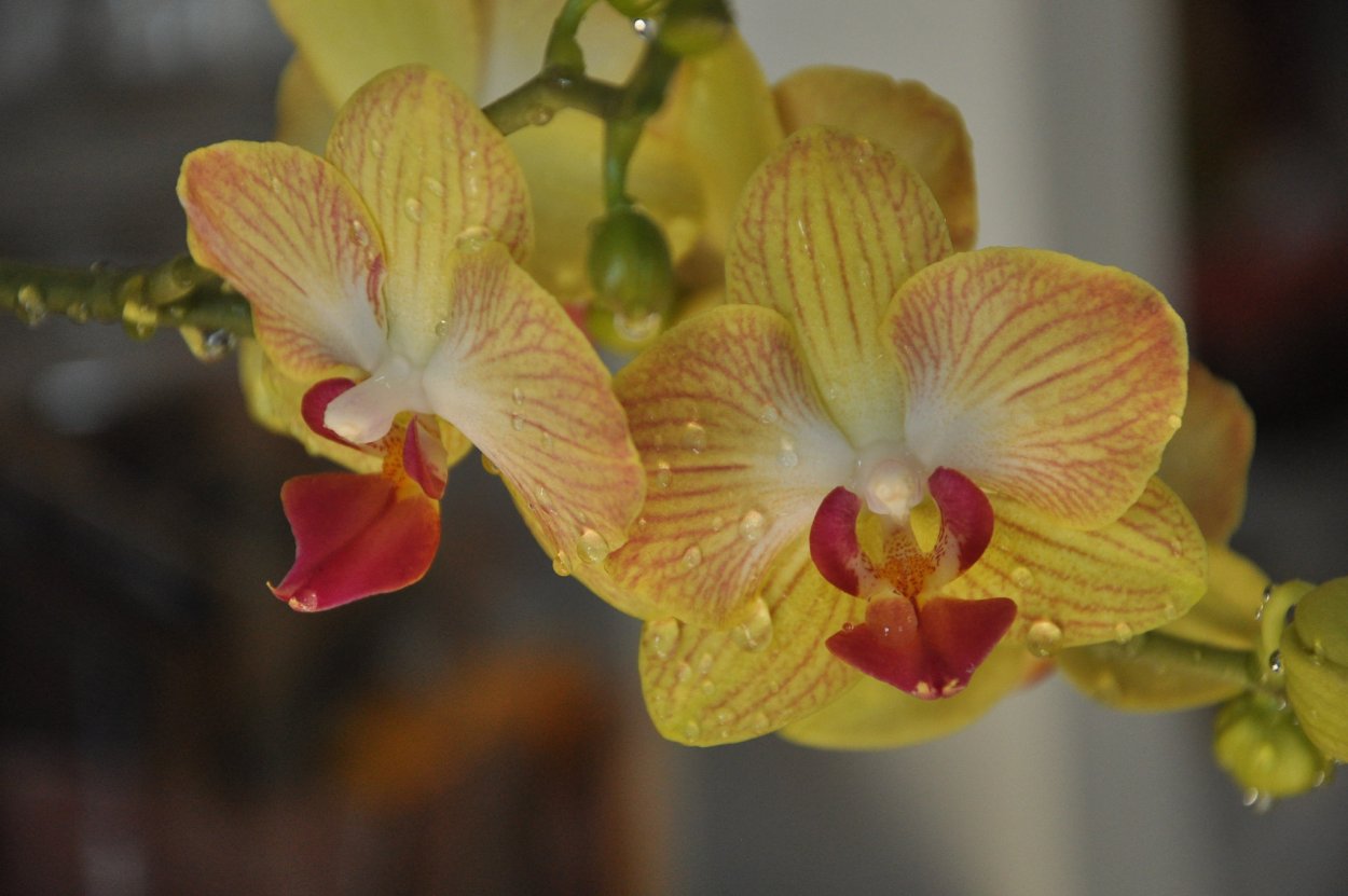 Орхидея Phalaenopsis legato