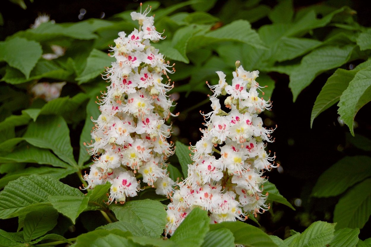 Каштан конский pyramidalis