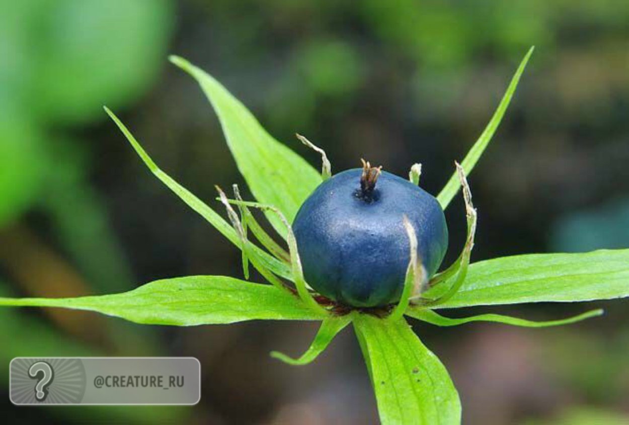 Белладонна и Вороний глаз