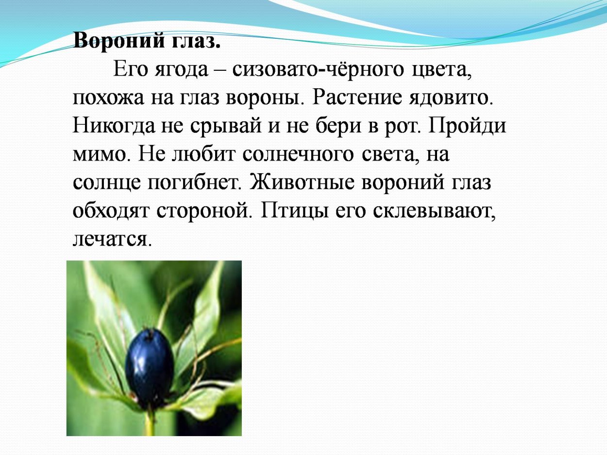 Волчеягодник Софии ягоды