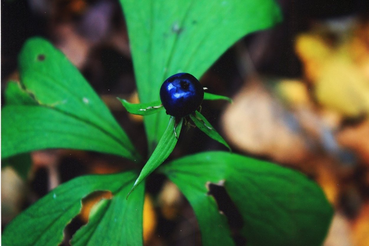 Вороний глаз ядовитое растение