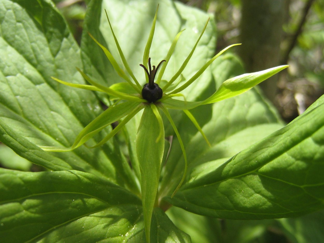 Вороний глаз