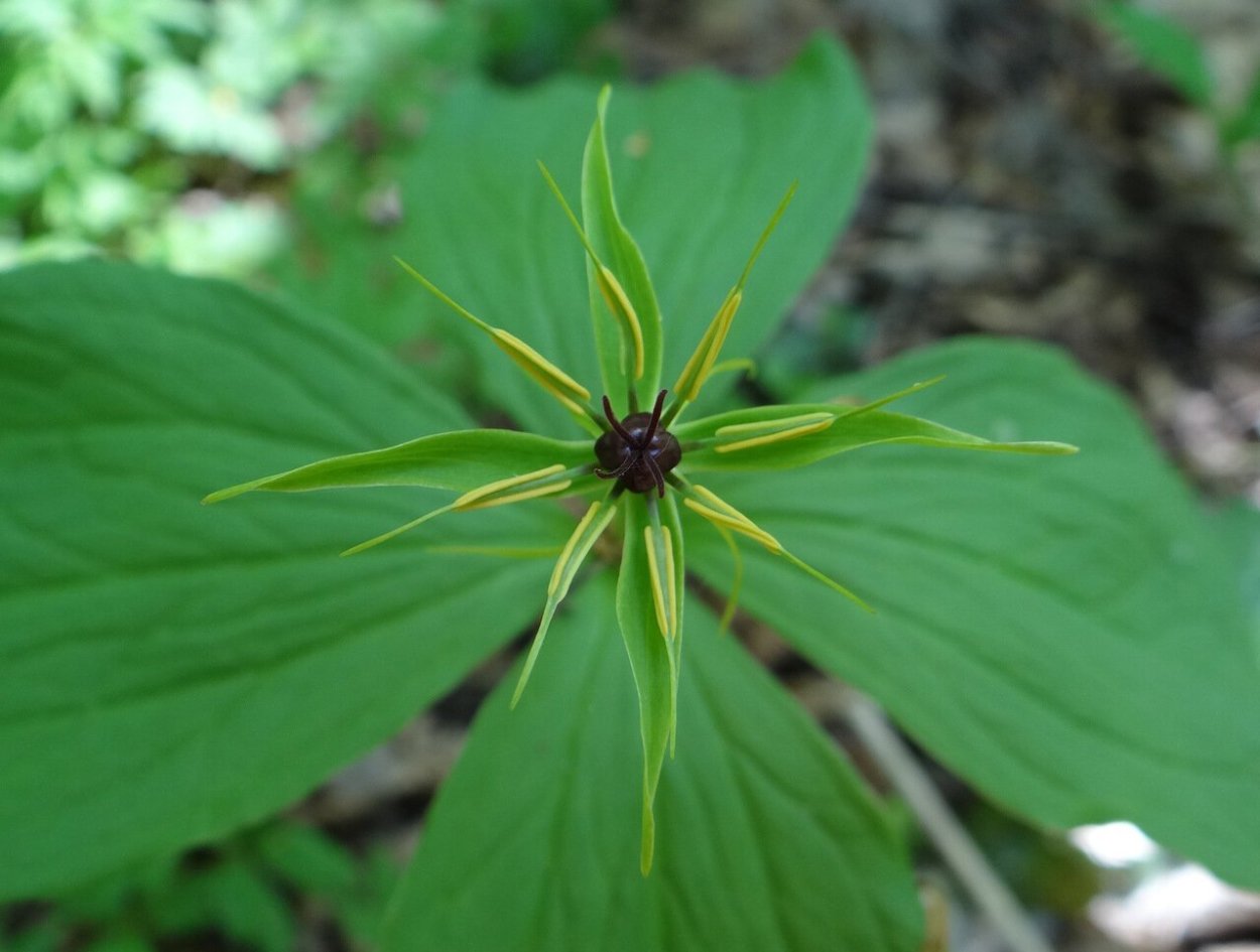 Вороний глаз четырёхлистный