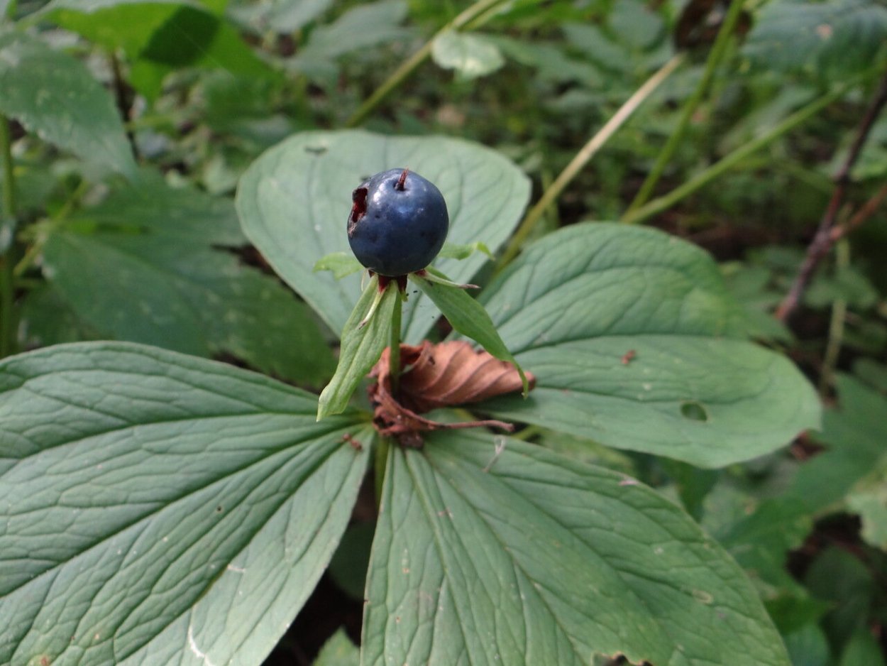 Белладонна и Вороний глаз
