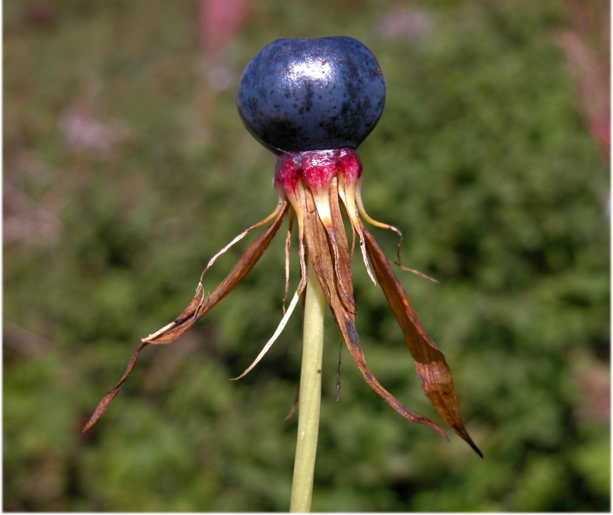 Корневище Вороньего глаза