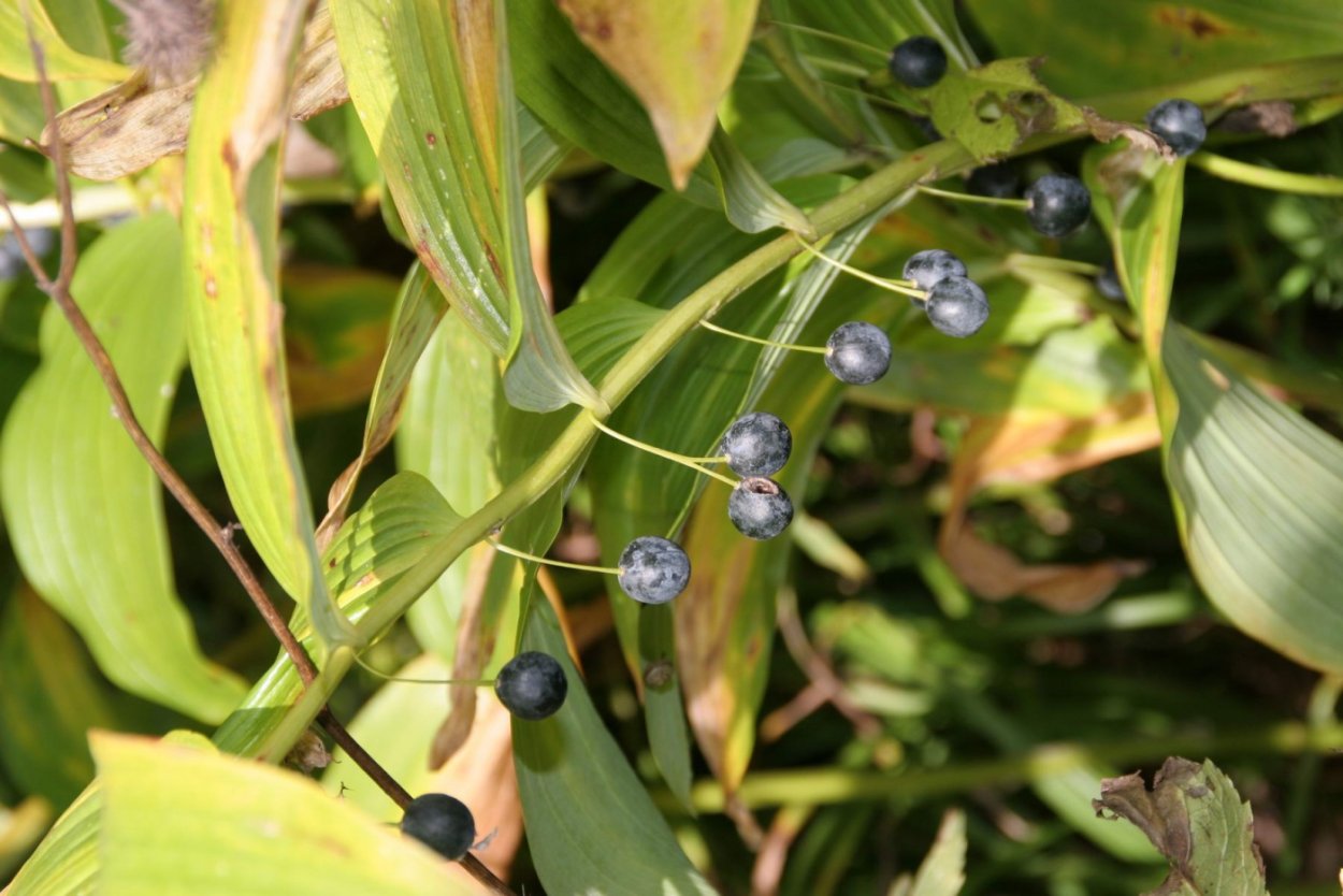 Волчья ягода ядовитое растение