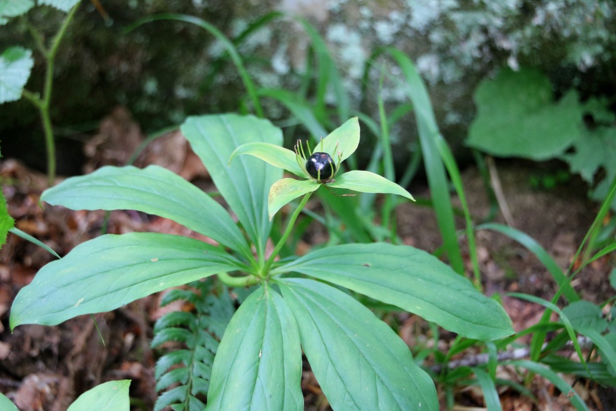 Paris quadrifolia l. Вороний глаз четырёхлистный