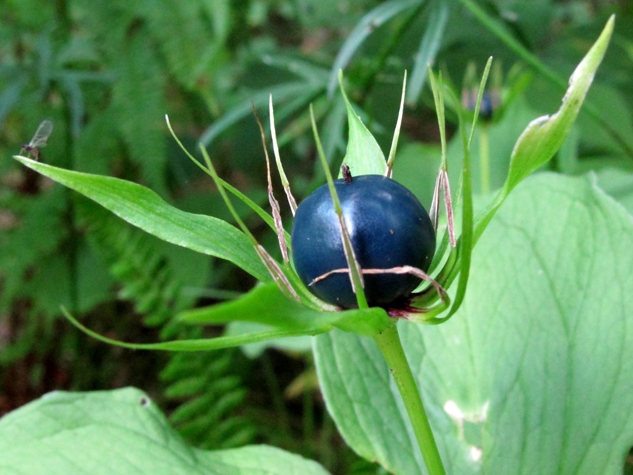 Вороний глаз ягода ядовитая