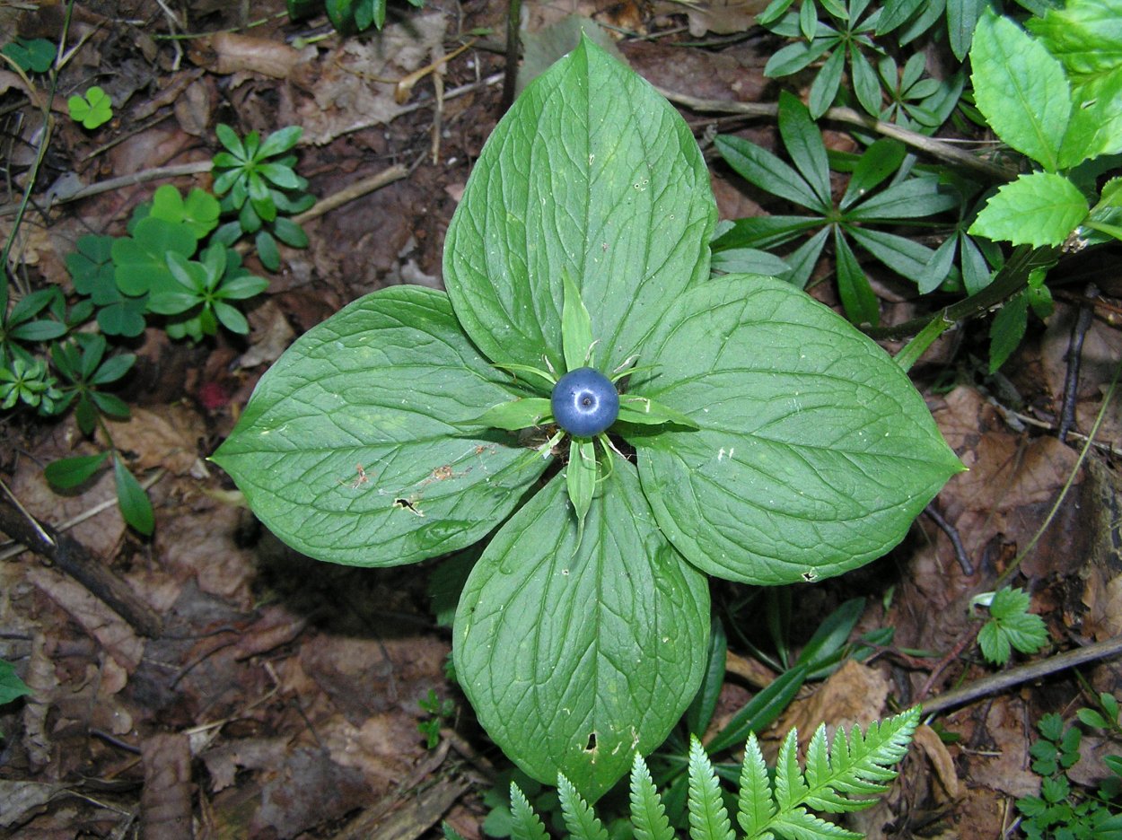 Парис растение Вороний глаз