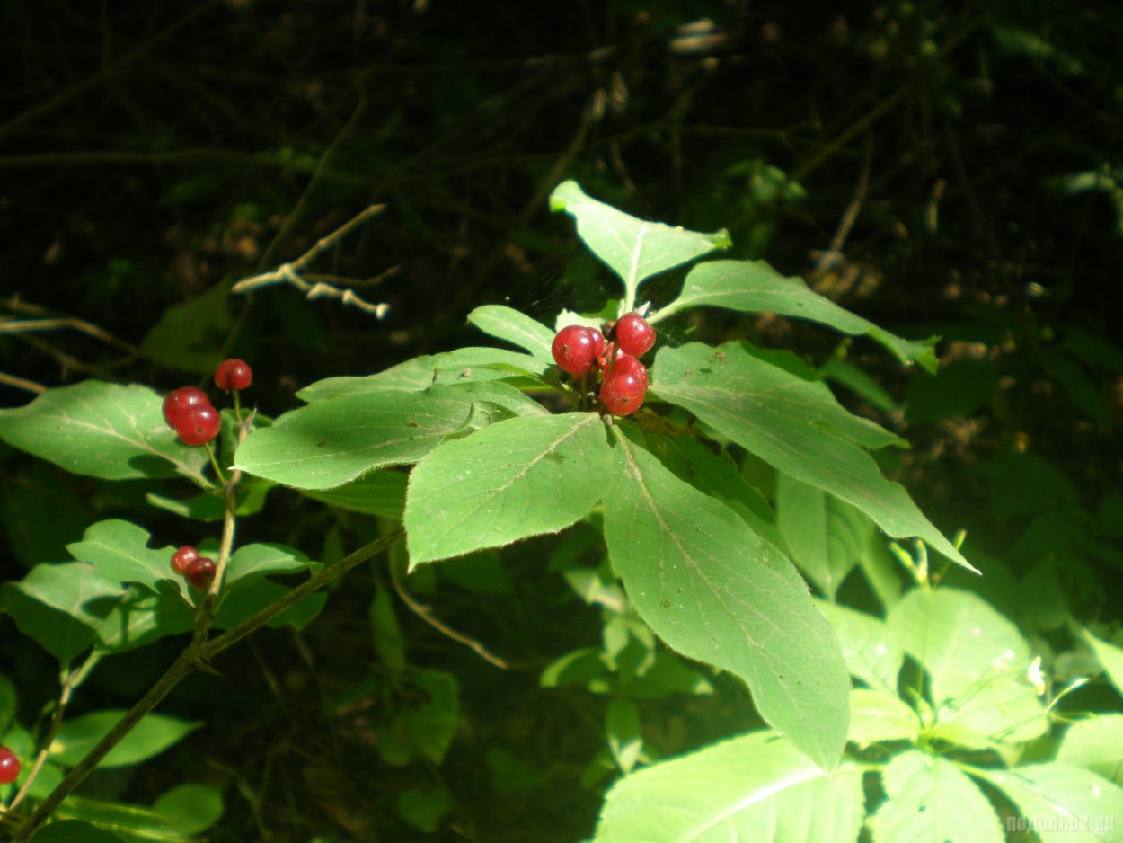 Вороний глаз ядовитое растение сообщение 2 класс