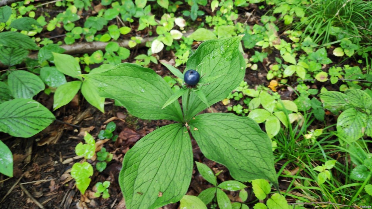 Жимолость Волчья ягода