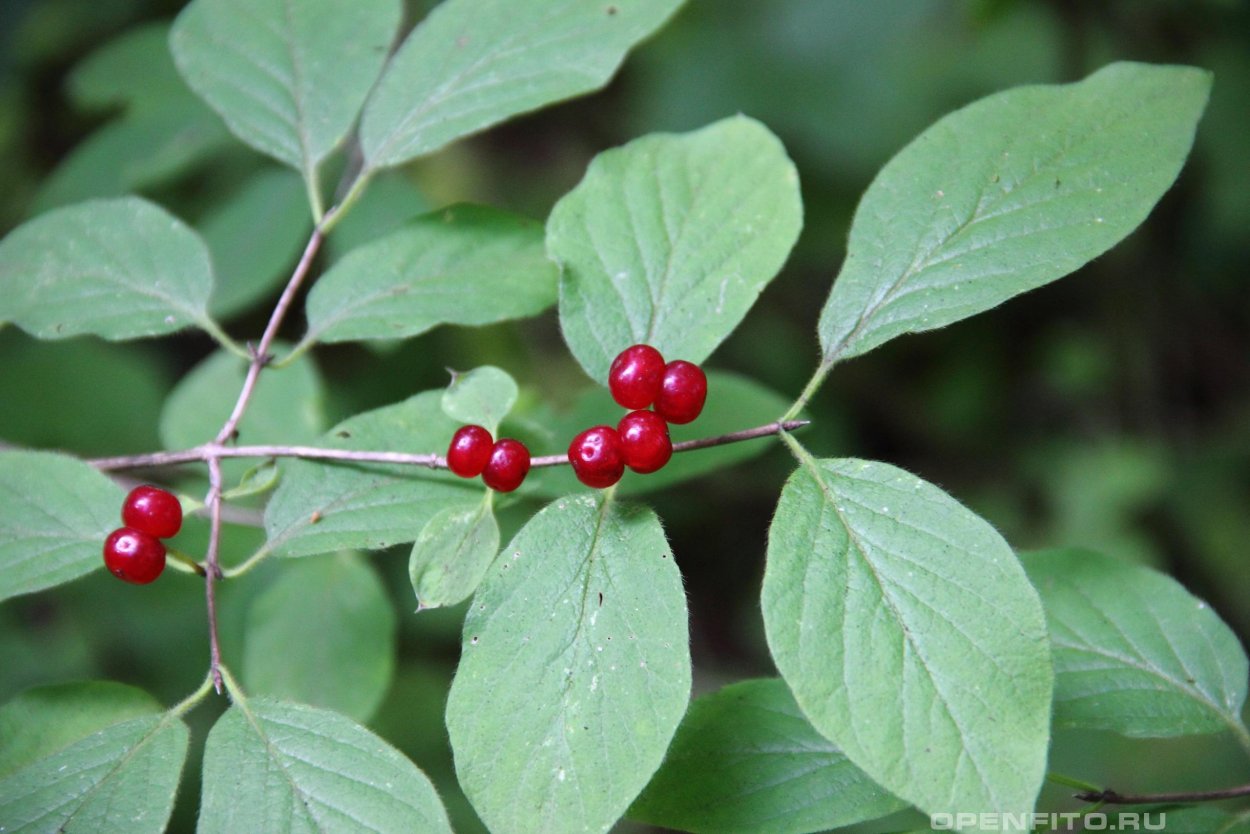 Ягоды Сахалина костяника