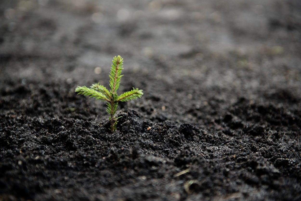 Хвойные ветки