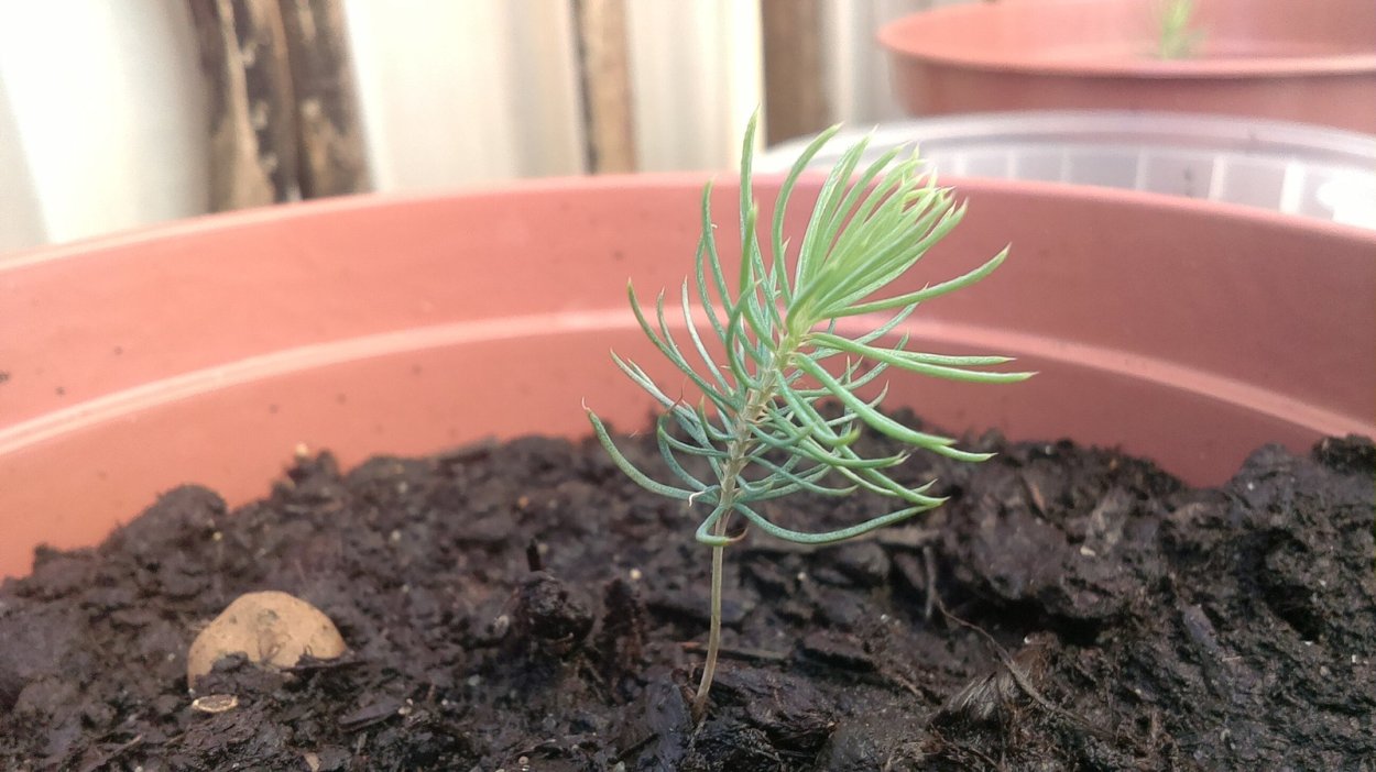 Ель Сибирская питомник