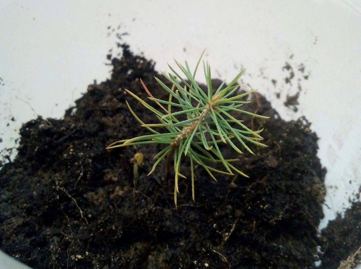 Ель голубая стратификация