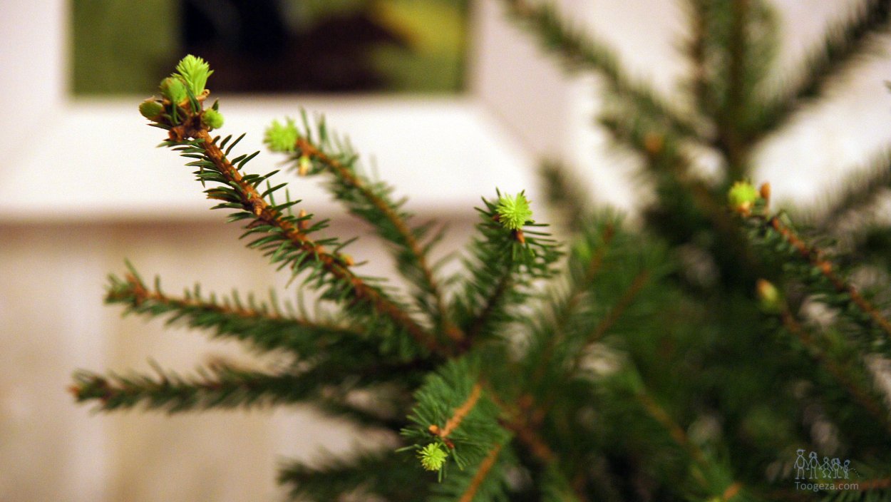 Ростки Крымской сосны