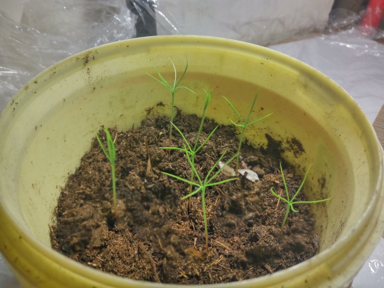 Черенкование кедра