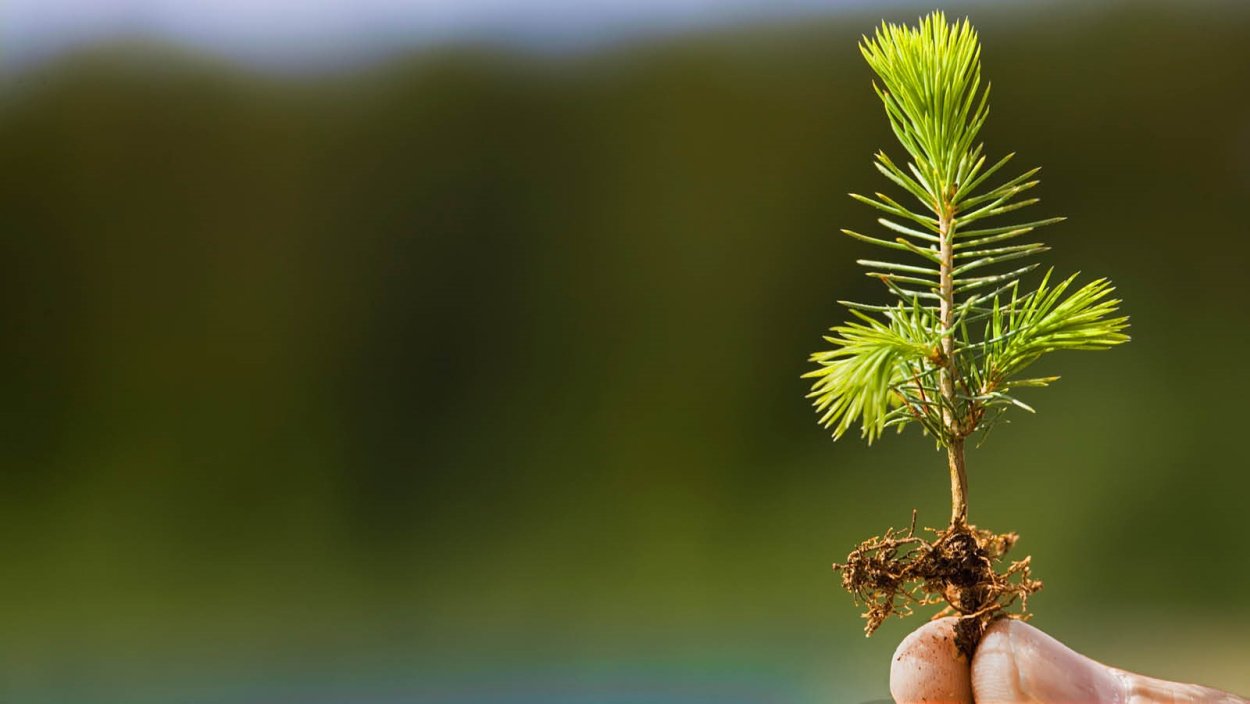 Ель обыкновенная Росток