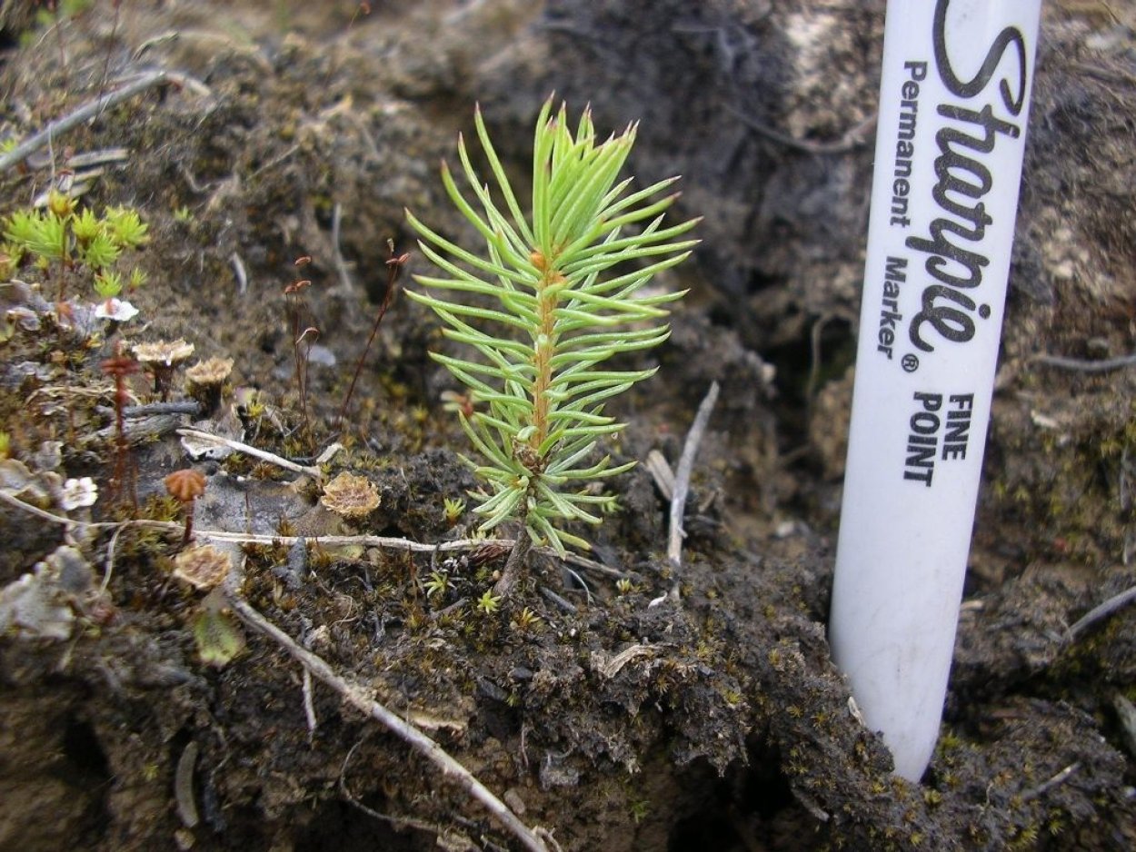 Елочка символ