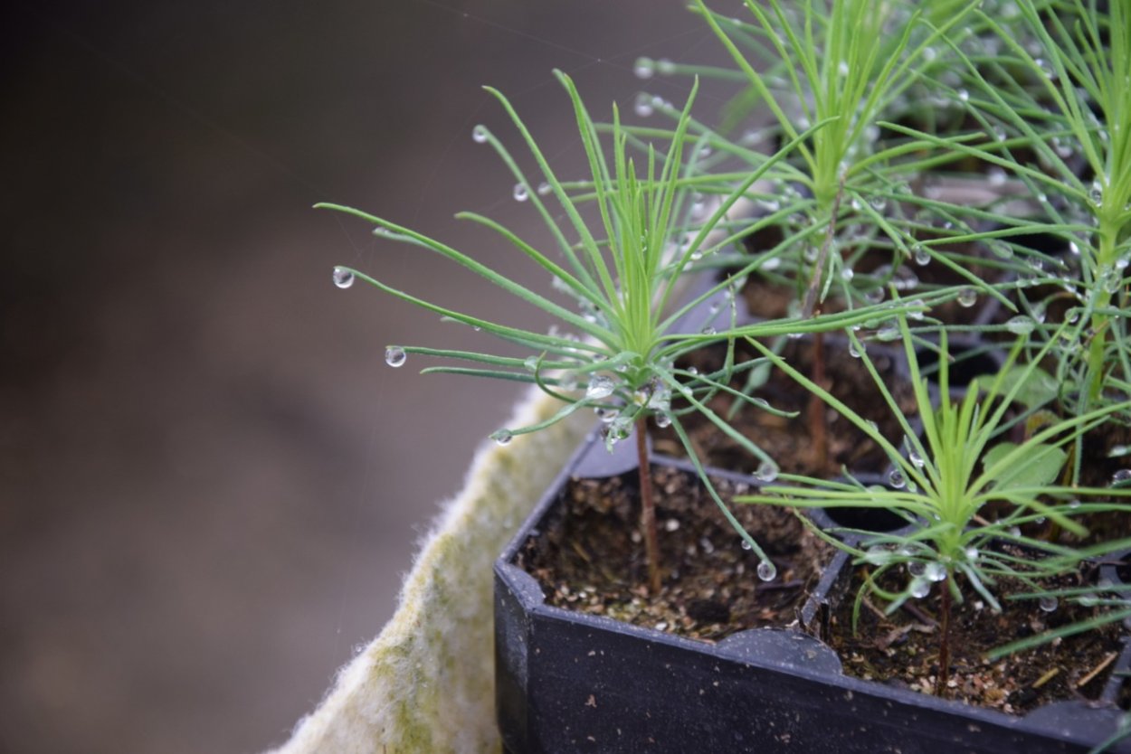 Елка Новогодняя для Инстаграмм