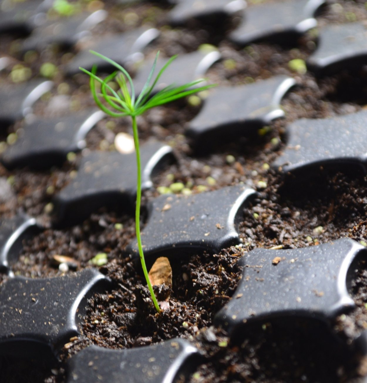 Пихта корейская (сеянцы, 10-15 см)